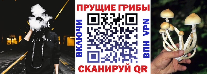 Псилоцибиновые грибы Psilocybe  купить закладку  Железноводск 